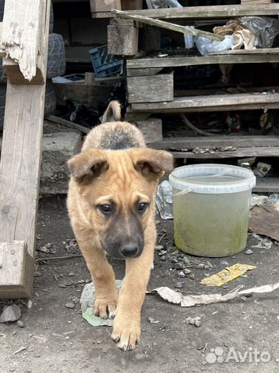 Щенки ищут лучших мам и пап