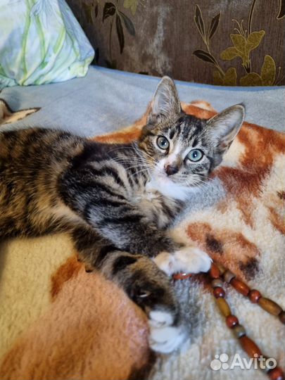 Кот Матроскин в дар