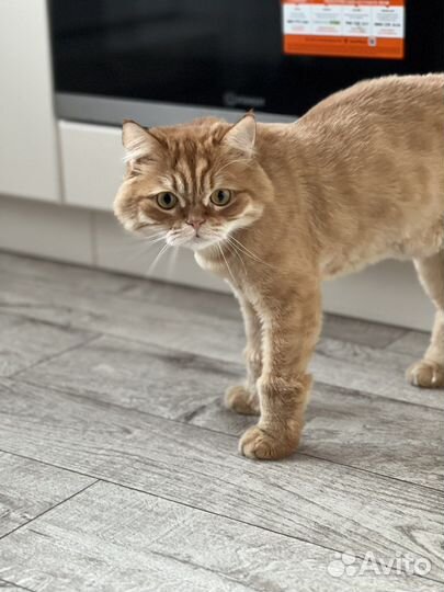 Кот в добрые руки