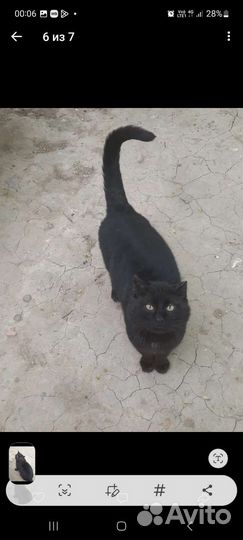 Подарите коту шанс.кот бесплатно