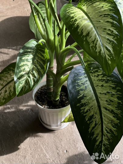 Диффенбахия