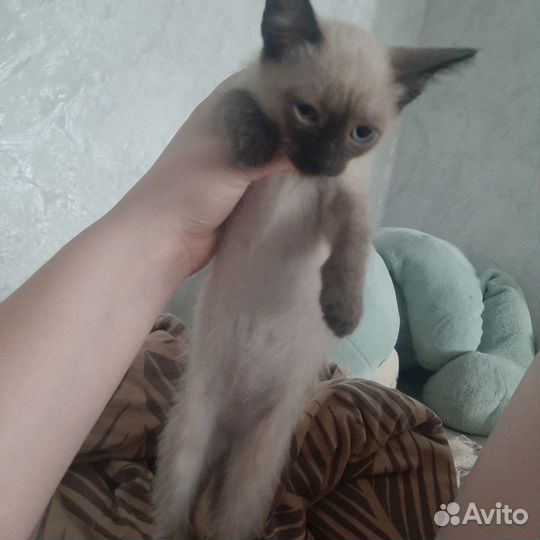 Котики бесплатно в добрые руки