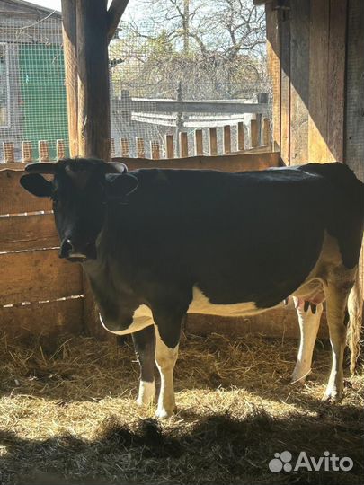 Корова высокоудойная