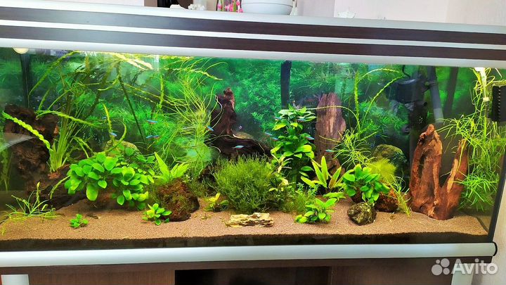 Аквариум Aquatlantis Evasion 240 литров