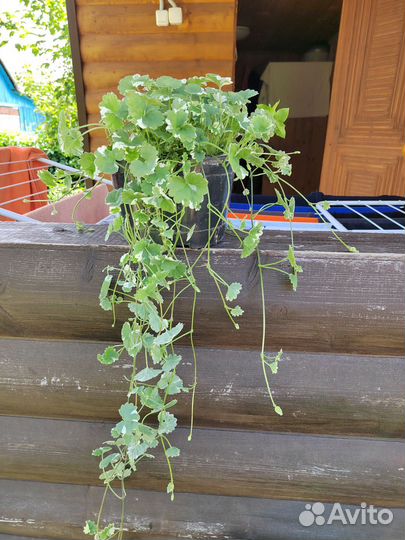 Глехома вариегата