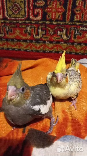 Попугай корелла птенец