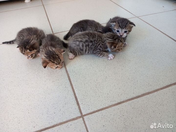 Котята, отдам бесплатно