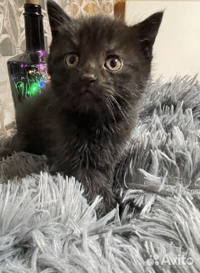 Котенок в дар бесплатно