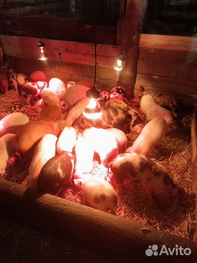 Поросята, свини, мясо