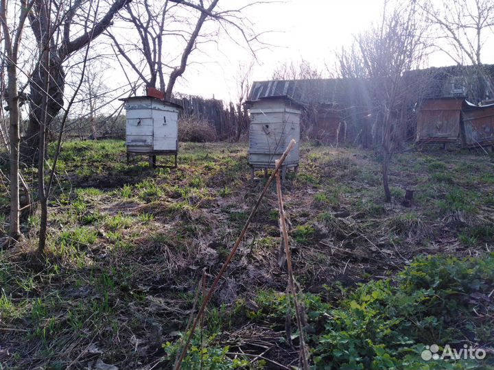 Пчелы и улья