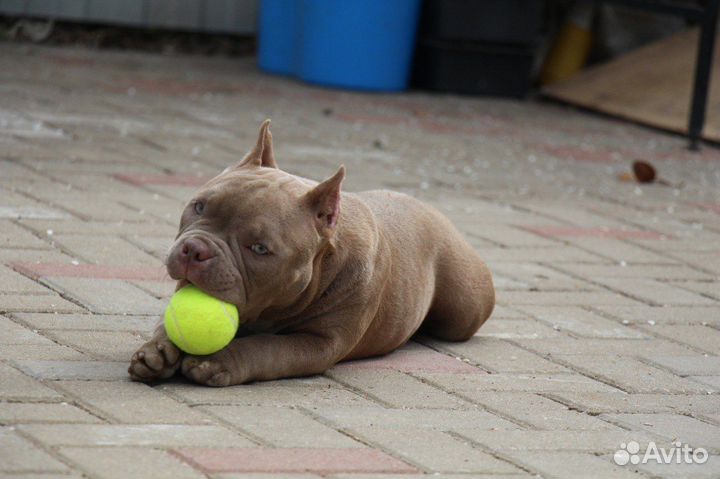 Супер девочка амбулля