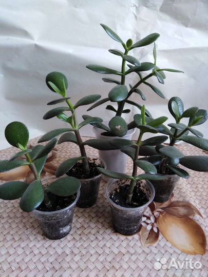 Красула толстянка