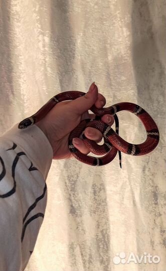 Королевская молочная змея