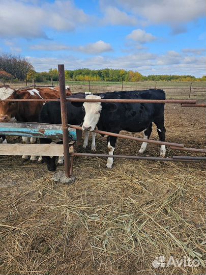 Продам бычков
