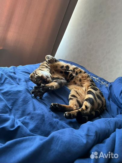 Бенгальский кот