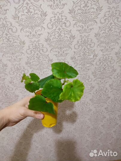 Домашние растения