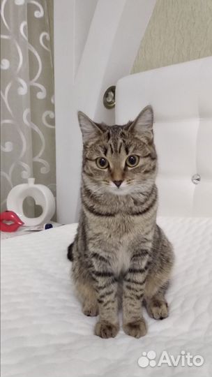 Кошка бесплатно