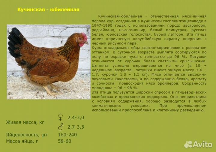 Утята, цыплята