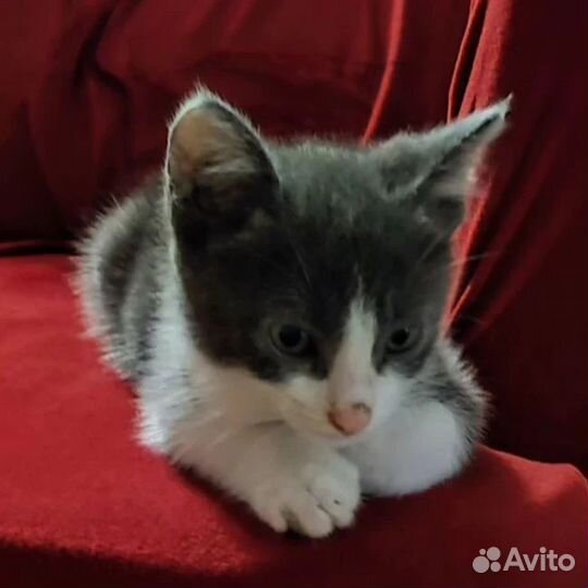 Котенок 1,5 месяца. Хрюня/Бибик