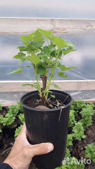 Саженцы