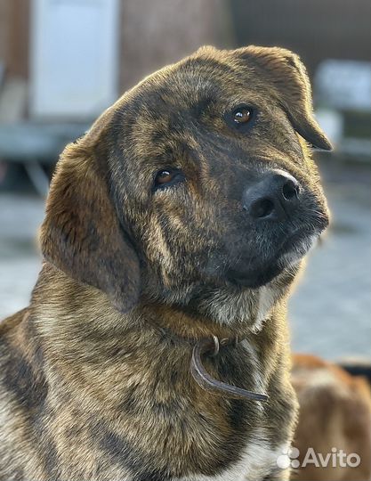 Пес Тигра ищет дом, собака в добрые руки