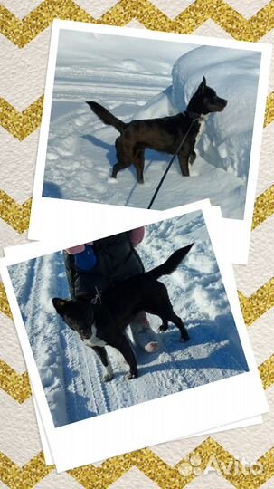 Замечательная собачка в добрые руки