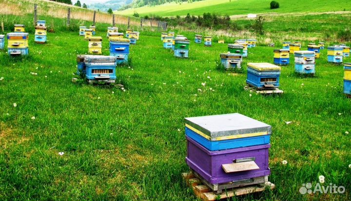 Мед 2023 натуральный из Алтая опт