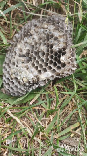 Осити-гнездище