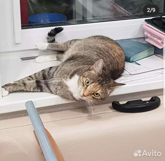 Трехцветная красавица Кира ищет дом