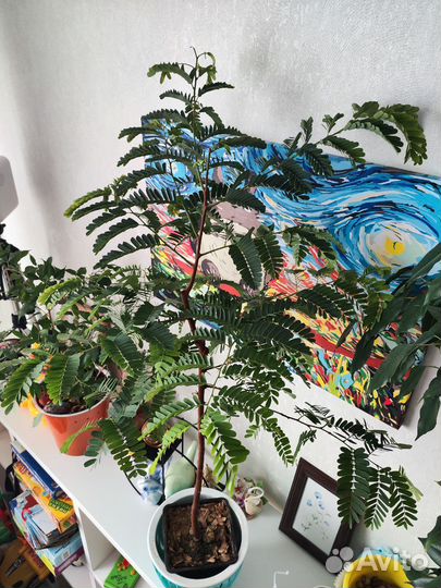 Комнатные растение дерево Тамаринд бонсай