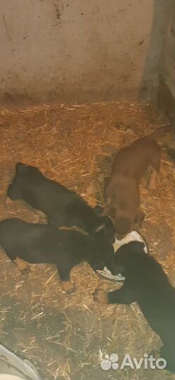 Австралийский Келпи пастушки