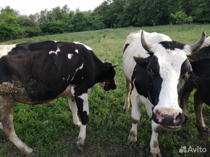 Коровы дойные