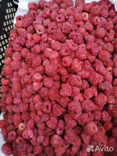 Клубника свежая Киргизия