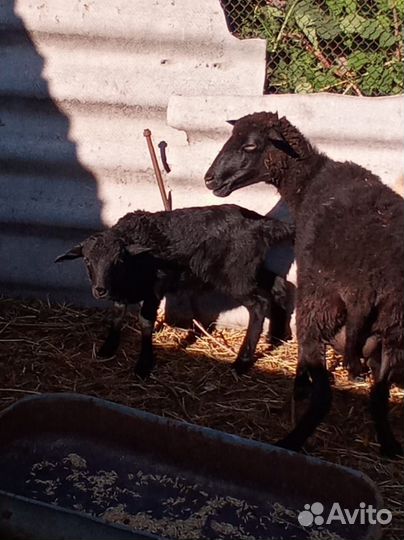 Романовские овцы