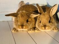 Самые маленькие крольчата