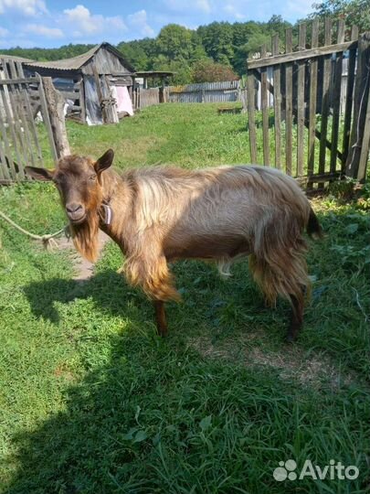 Козел альпийский