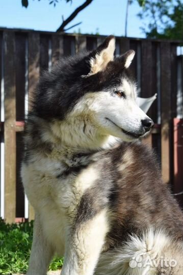 Собаки из приюта: пушистый Один