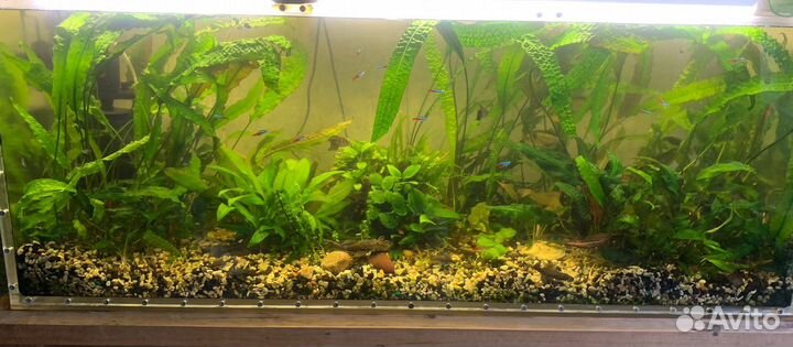 Аквариум с растениями и рыбками