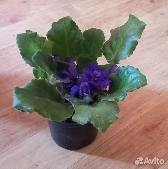 Фиалки цветущие в горшке