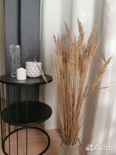 Декоративные злаки