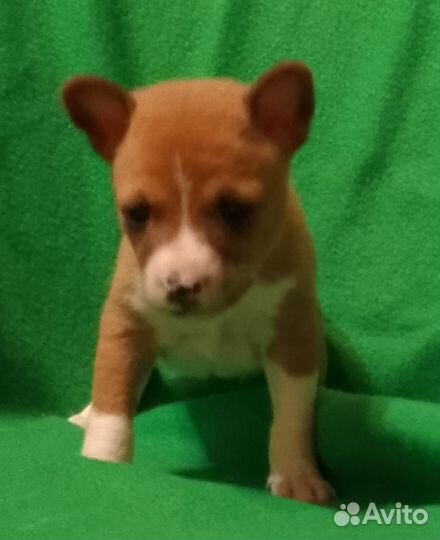 Басенджи лучшие щеночки