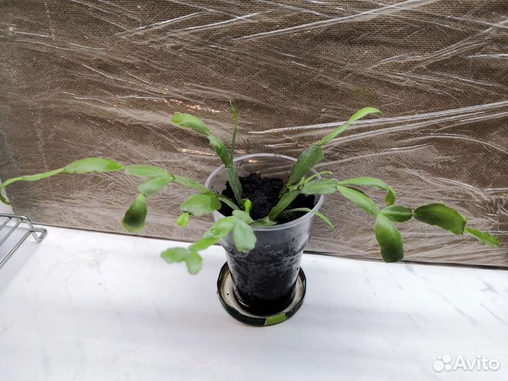 Декабрист / Шлюмбергера / Рождественник