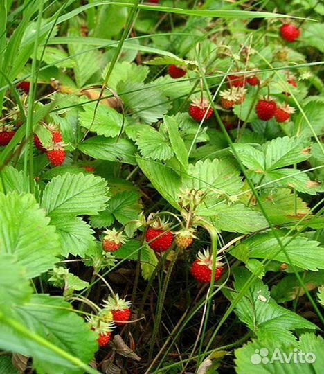 Рассада земляники садовой
