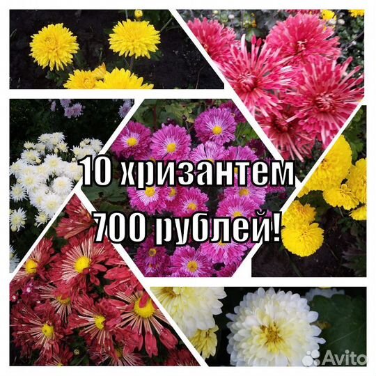 Хризантема