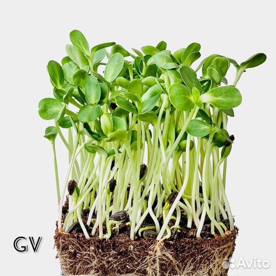 Микрозелень 