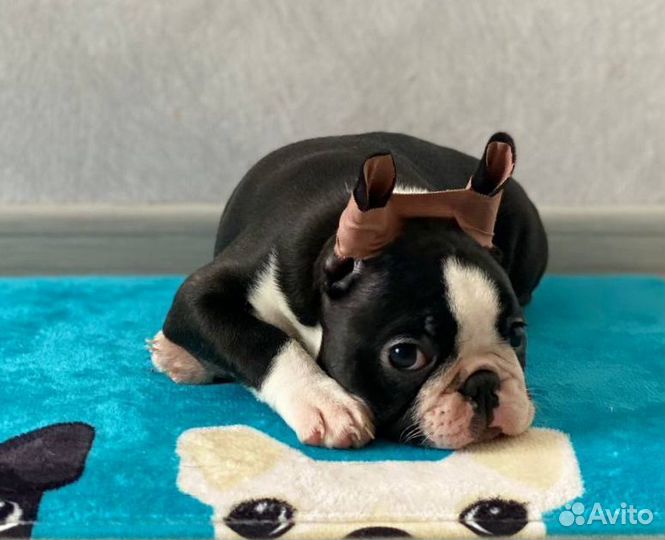 Щенок бостон терьер