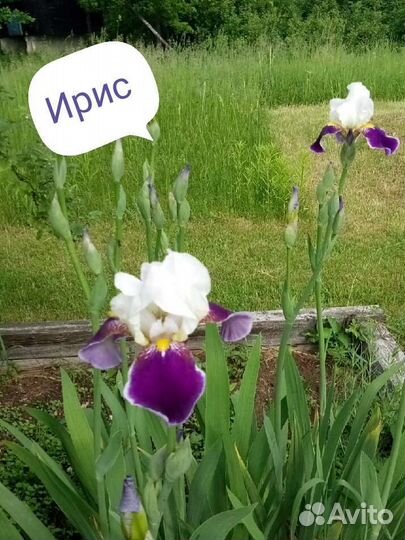 Цветы многолетние разные