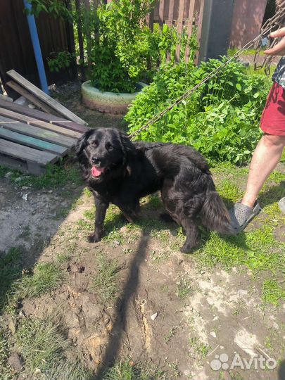 Бумер в дар