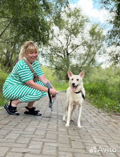 Миниатюрная овчарка, щенок в добрые руки