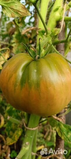 Коллекционные Семена томатов